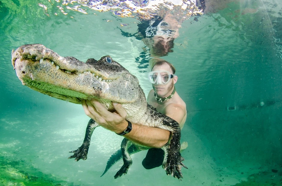 Godišnje spasu i do 200 aligatora