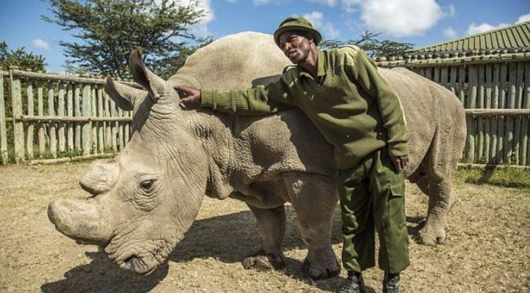 Sudan, az utolsó hím szélesszájú orrszarvú