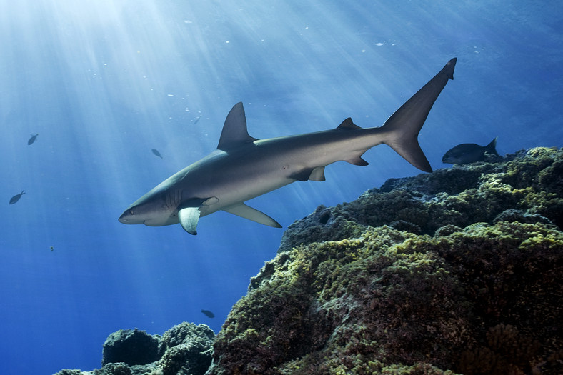 "Arcytrudna misja: ocalmy oceany"