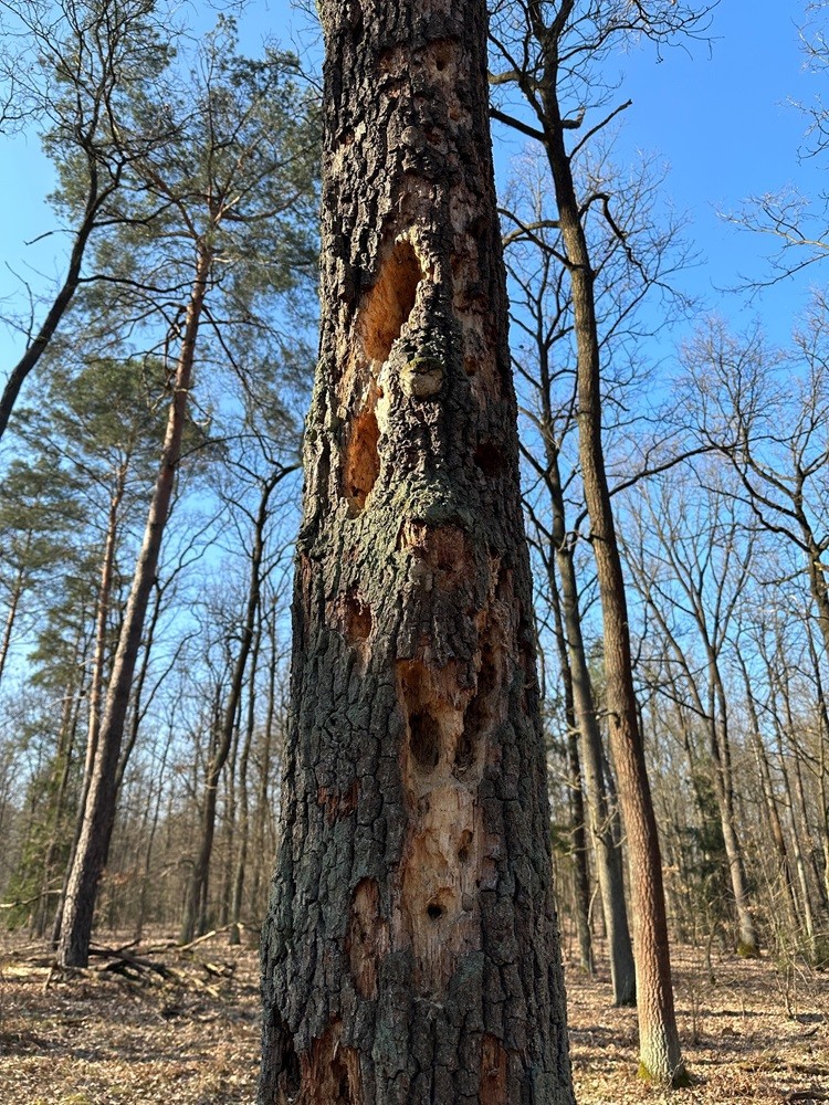 Naturalne dziuple w drzewie - cały blok naturalnych mieszkań dla ptaków to rzadki widok.