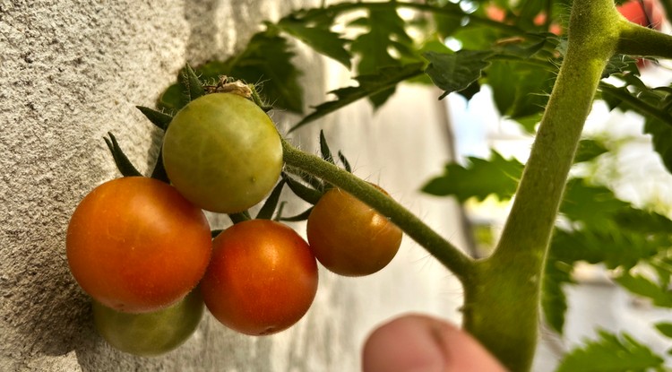 Érik a hetediken a paradicsom. Fotó: Zombori-Kerék Ágnes