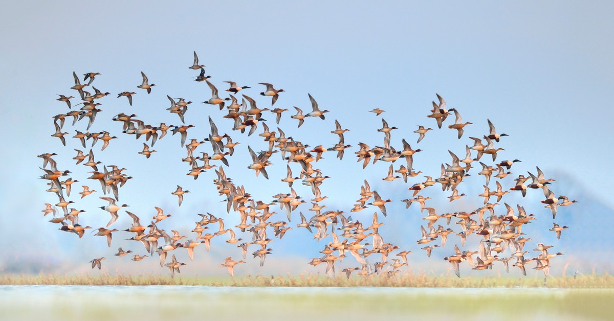 Ochrona ptaków utknęła między ministerstwami. Znamy najnowszy pomysł resortu klimatu i środowiska
