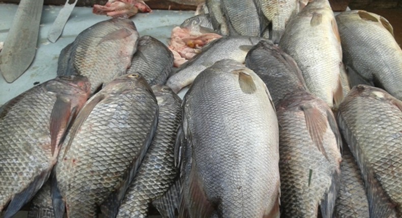 Fish on display at a market