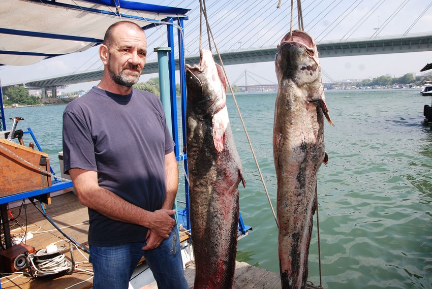 Dr Aleksandar Hegediš sa somovima "kapitalcima"