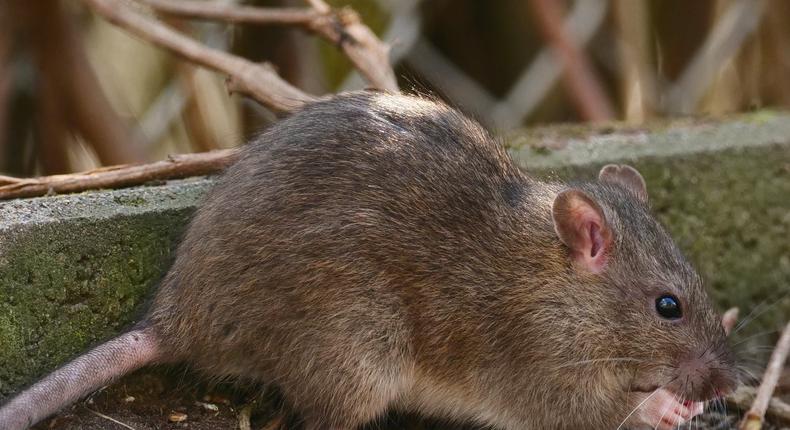 A Norway rat (Rattus norvegicus).