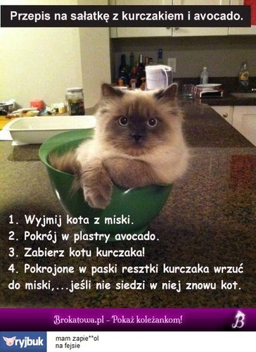 Światowy Dzień Kota - mem