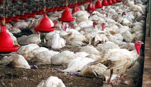 Grippe aviaire