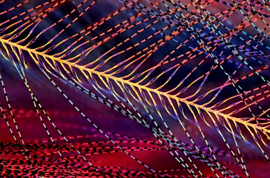 Pióra sikory bogatki lśnią wieloma kolorami pod mikroskopem.