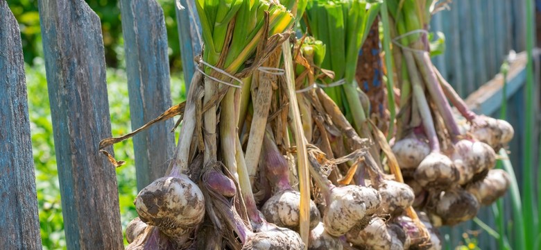 Połowa listopada to najlepszy czas na posadzenie czosnku ozimego. Jak to zrobić prawidłowo: głębokość i odstępy
