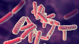 Bakterie jelitowe mogą mieć wpływ na przebieg COVID-19