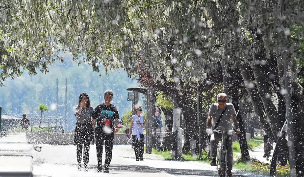 cvetanje topole alergija cvetanje