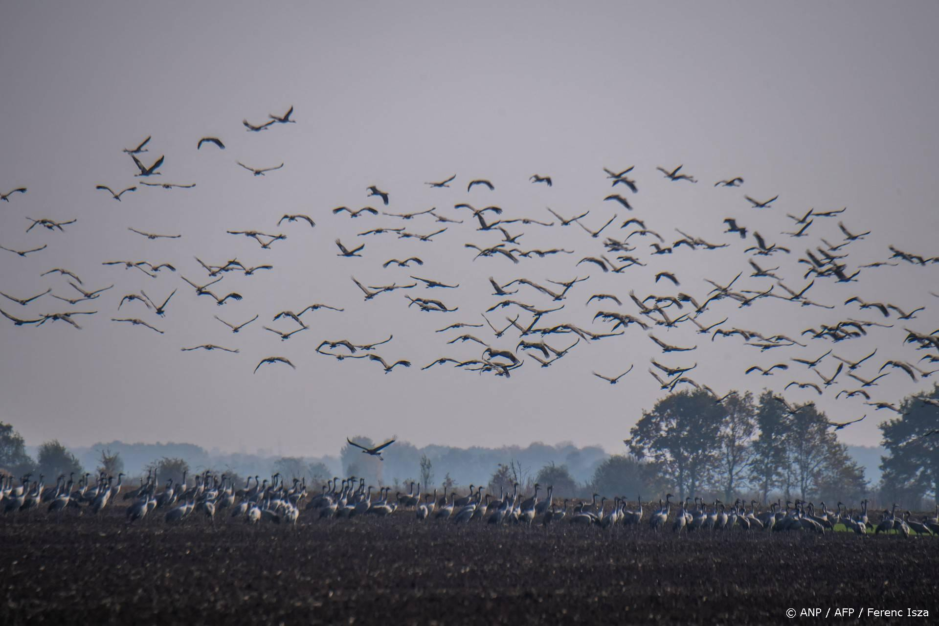 Trekvogels passen trek aan op klimaat - maar grenzen dreigen