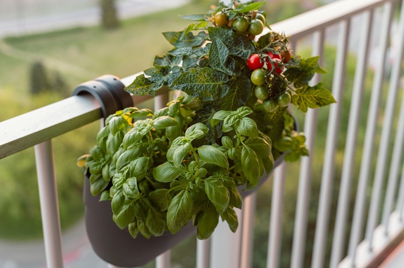 pomidory i bazylia na balkonie w donicy