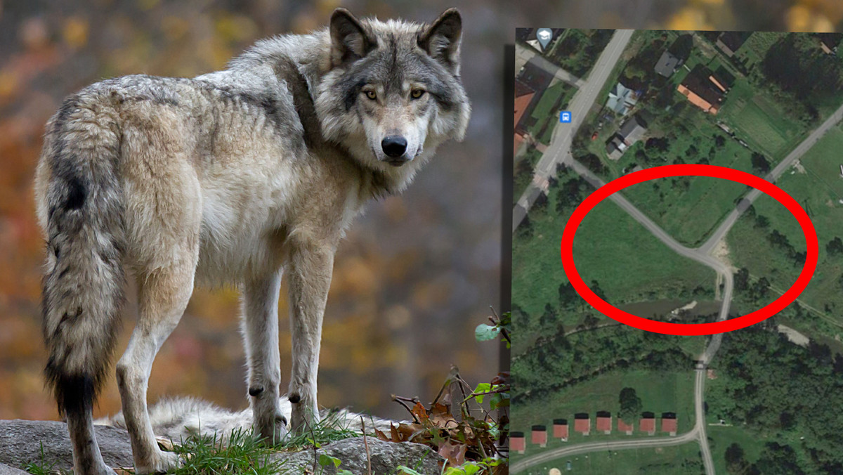 Wilk na łowach tuż obok szkoły: Alarm w Uściu Gorlickim