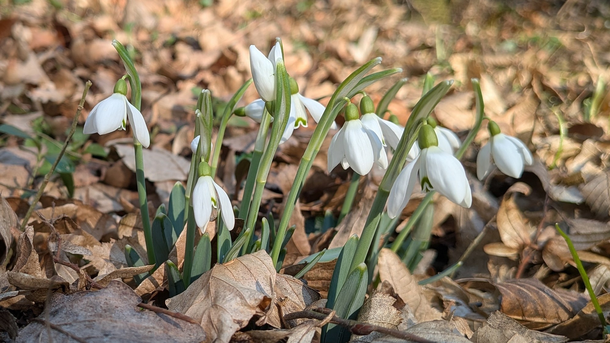 Snežienky v lesoch pri obci Obišovce