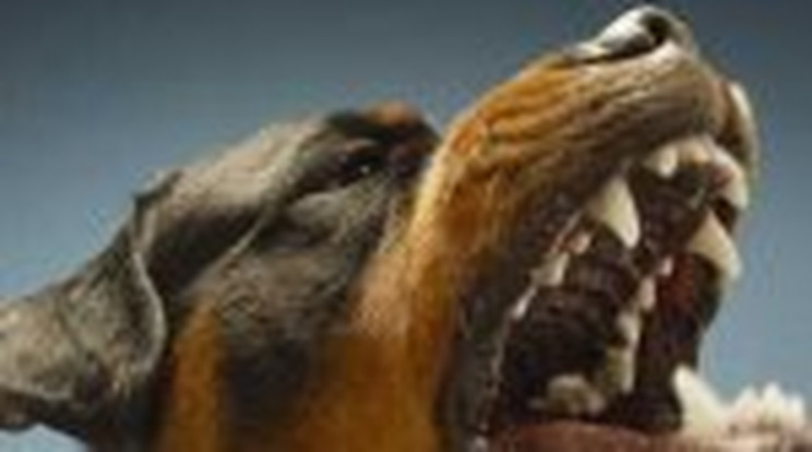 Plázában marcangolta össze a rottweiler a kislányt –Videó!