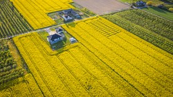 Odpowiedź Chin na kanadyjskie cła. Zapasy rzepaku w Kanadzie są największe od czterech lat