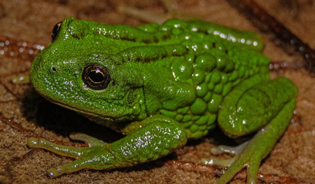 Nova vrsta žabe