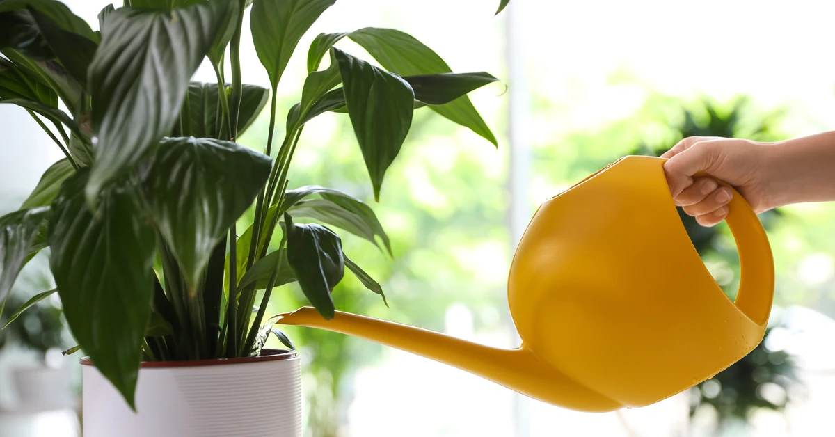 Wymieszaj z wodą i podlej tym skrzydłokwiat. Będzie rósł jak na drożdżach