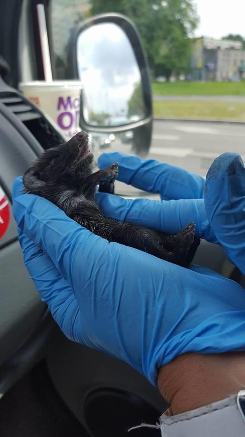 Strażnicy z Animal Patrol ratują jeża