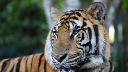 Elfogták azt a tigrist, ami már három embert megölt