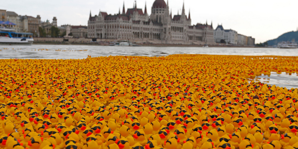 Thousands of rubber ducks in front of the Parliament in Budapest, Hungary.