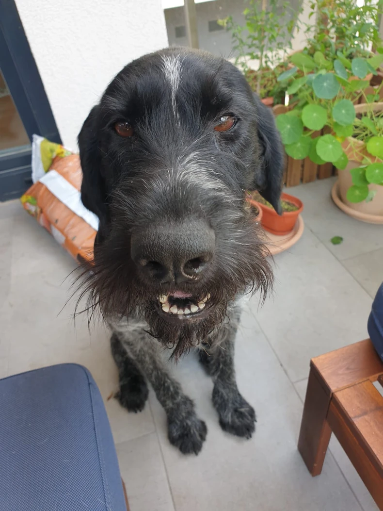 Lara je sada u privremenom smeštaju, ali traži svoj novi dom