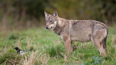 WWF Polska apeluje o niedemonizowanie wilków