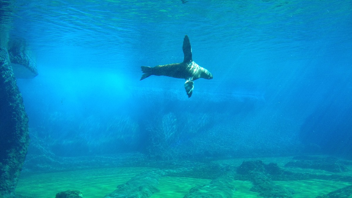 Opiekunowie zwierząt we wrocławskim ogrodzie zoologicznym robią, co mogą, by w upalne dni, wszystkie zwierzęta miały dostęp do wody i cienia. Gdy temperatury zbliżają się lub przekraczają 30 stopni Celsjusza, pracownicy zoo szykują dla swoich podopiecznych nie lada atrakcje.