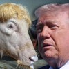 bik Donald Tramp i Donald Tramp