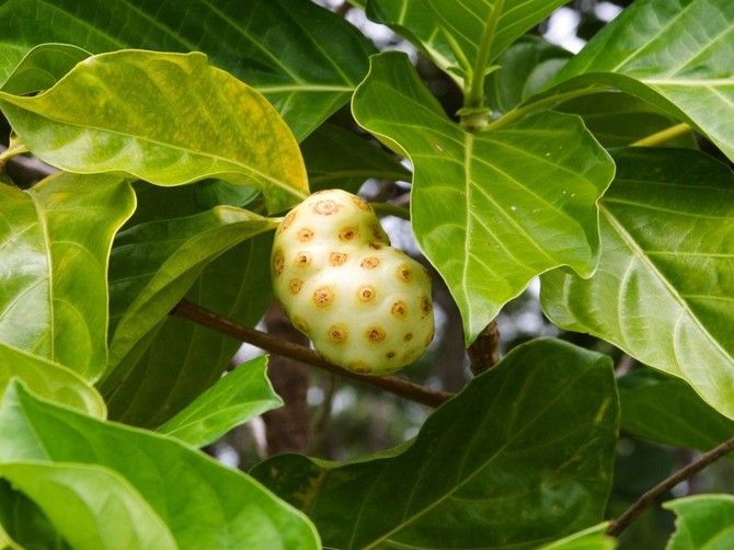 Noni