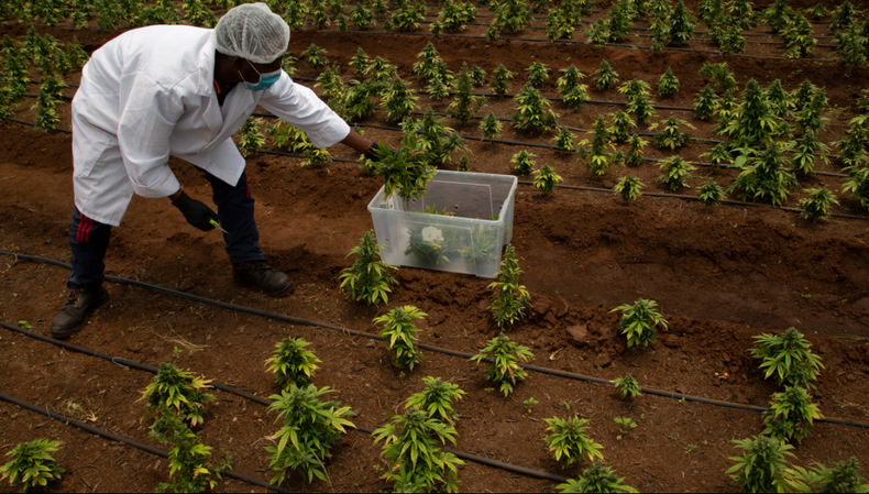 South Africa to revise cannabis food laws amid public backlash