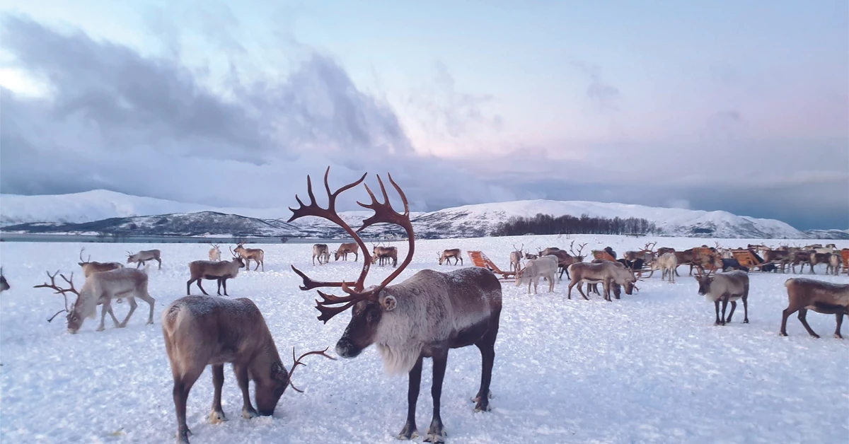 Minus 41,5 stopnia w Laponii: najniższa temperatura tej zimy. Finlandia odnotowuje rekordowe zużycie prądu z powodu mrozów w całej historii kraju