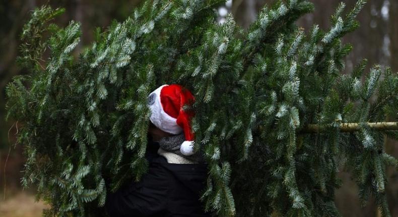 A man carries a freshly sawn Christmas tree from a conifer tree plantage near the small Bavarian village of Tuerkenfeld, southern Germany