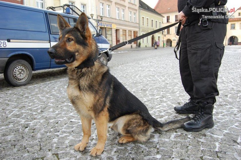 Policja w Tarnowskich Górach ma nowego psa. To owczarek niemiecki Kair