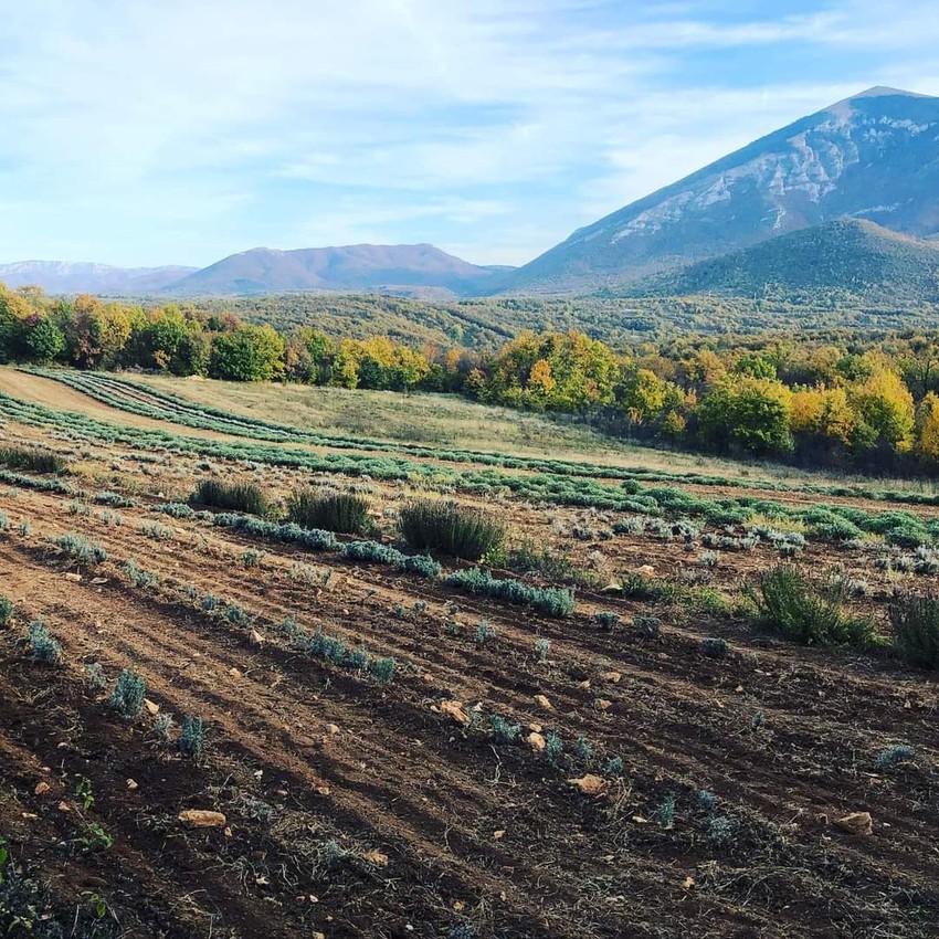 "Sve na njivi rade ručno"