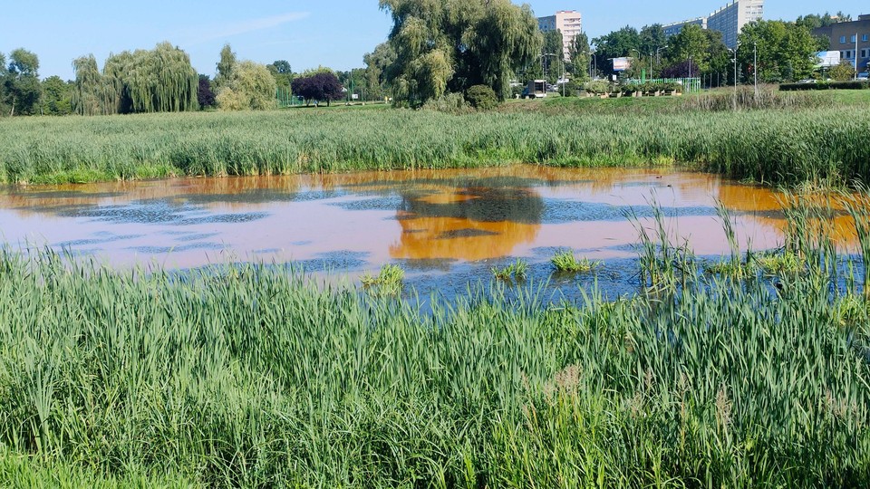 Rdzawy kolor i śnięte ryby w dwóch ciekach wodnych i jeziorze Słoneczne w Szczecinie