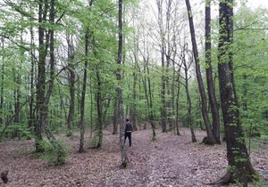 sume foto b majstorovic