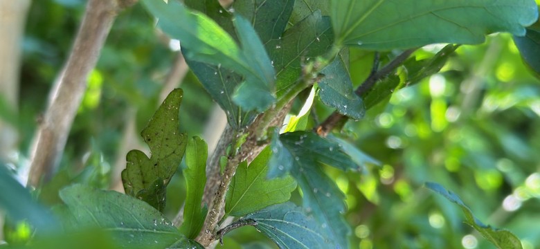 Mszyca na hibiskusie - jak zwalczać?