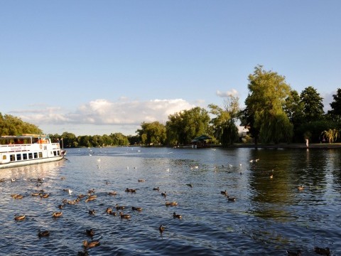 Sympatia augustów