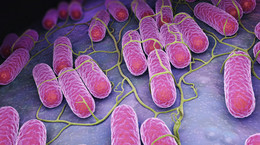 Salmonella oporna na antybiotyki coraz bardziej się rozprzestrzenia
