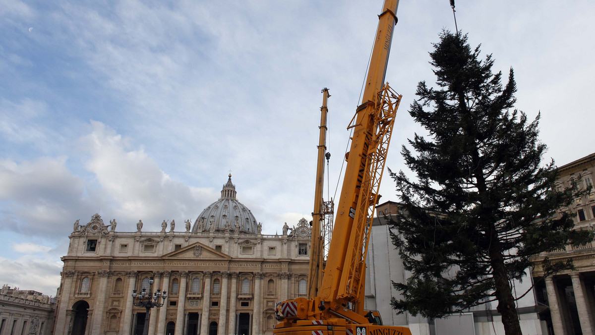 Na Placu świętego Piotra stoi już choinka, na której światła zostaną uroczyście zapalone 14 grudnia. 24-metrowy świerk biały został przywieziony z regionu Molise na południu Włoch.