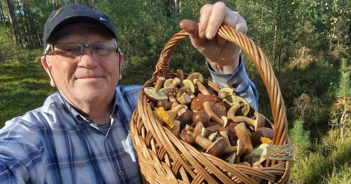 Szaleństwo w zachodniopomorskich lasach! Tylu podgrzybków jeszcze nie było!