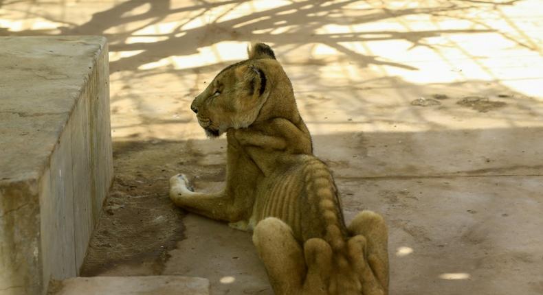 For weeks now, five lions held at Khartoum's Al-Qureshi Park in an upscale district of the capital have been suffering from shortages of food and medicine