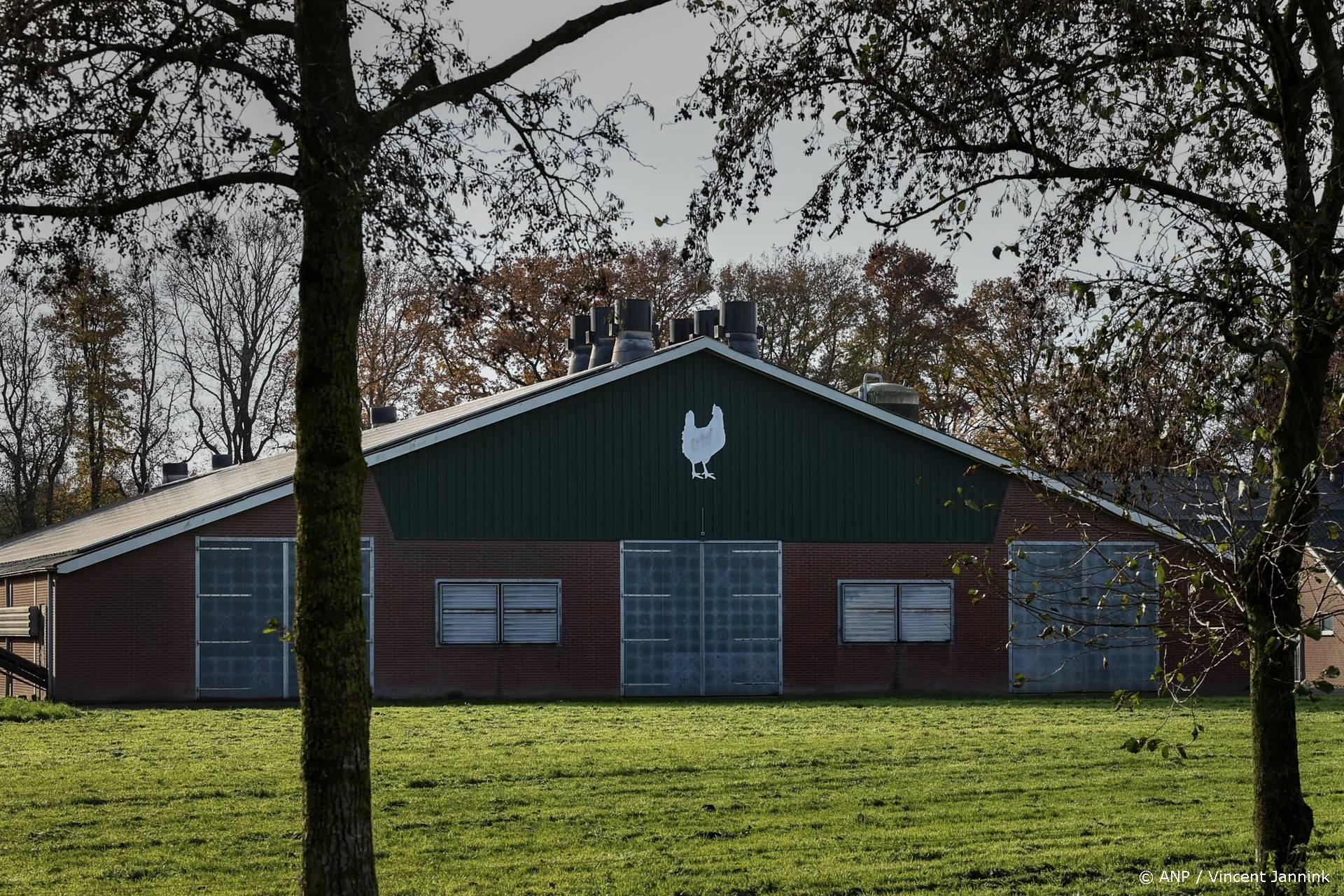 Tienduizenden kippen geruimd ondanks landelijke ophokplicht