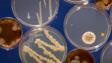 Trwa rewolucja mikrobiologiczna. Czy grzyby mogą uratować nas przed katastrofą klimatyczną?