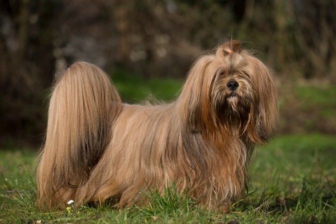 Lasa apso 