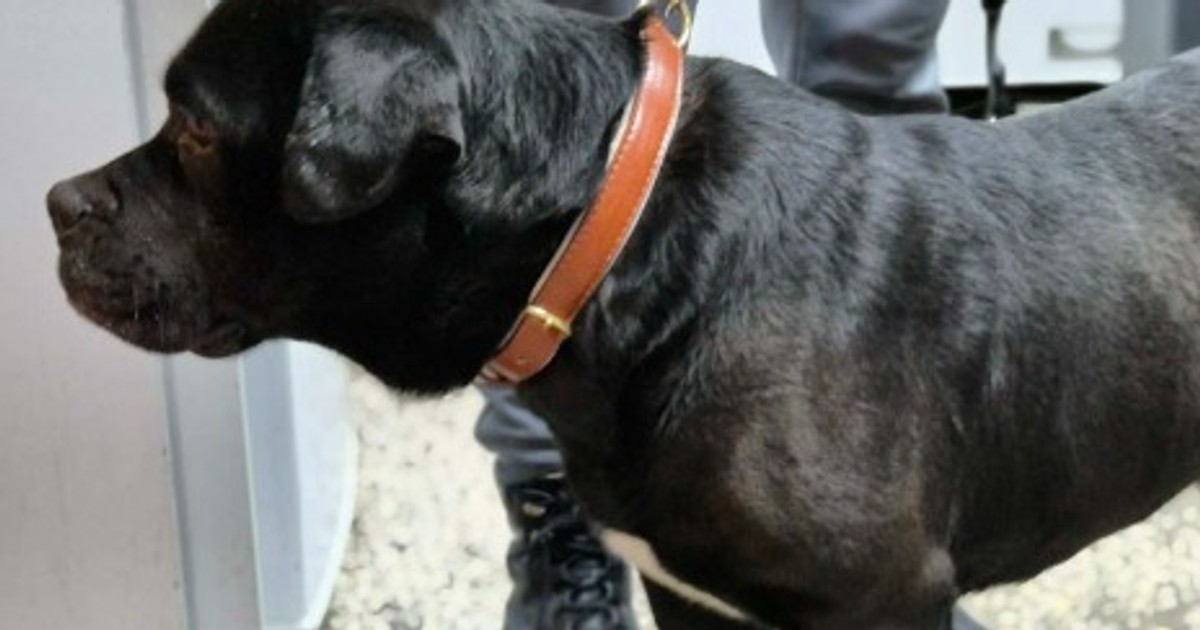 Wyrzucili psa jak śmiecia. "Czekał na śmierć, która powoli nadchodziła z tyłu jego własnego ciała"