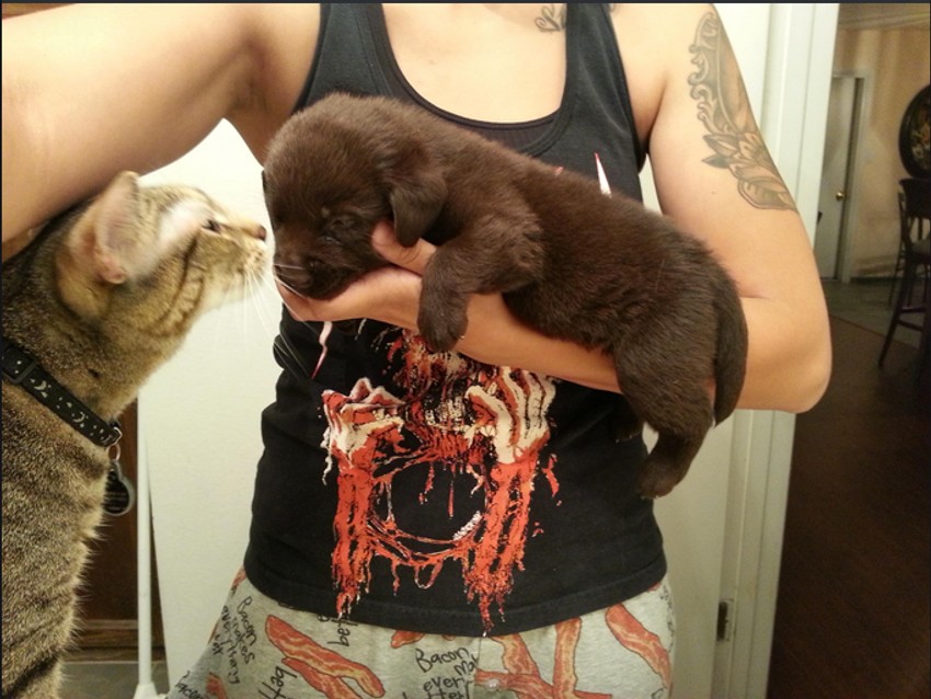 Kvin i Bronson: Ljubav