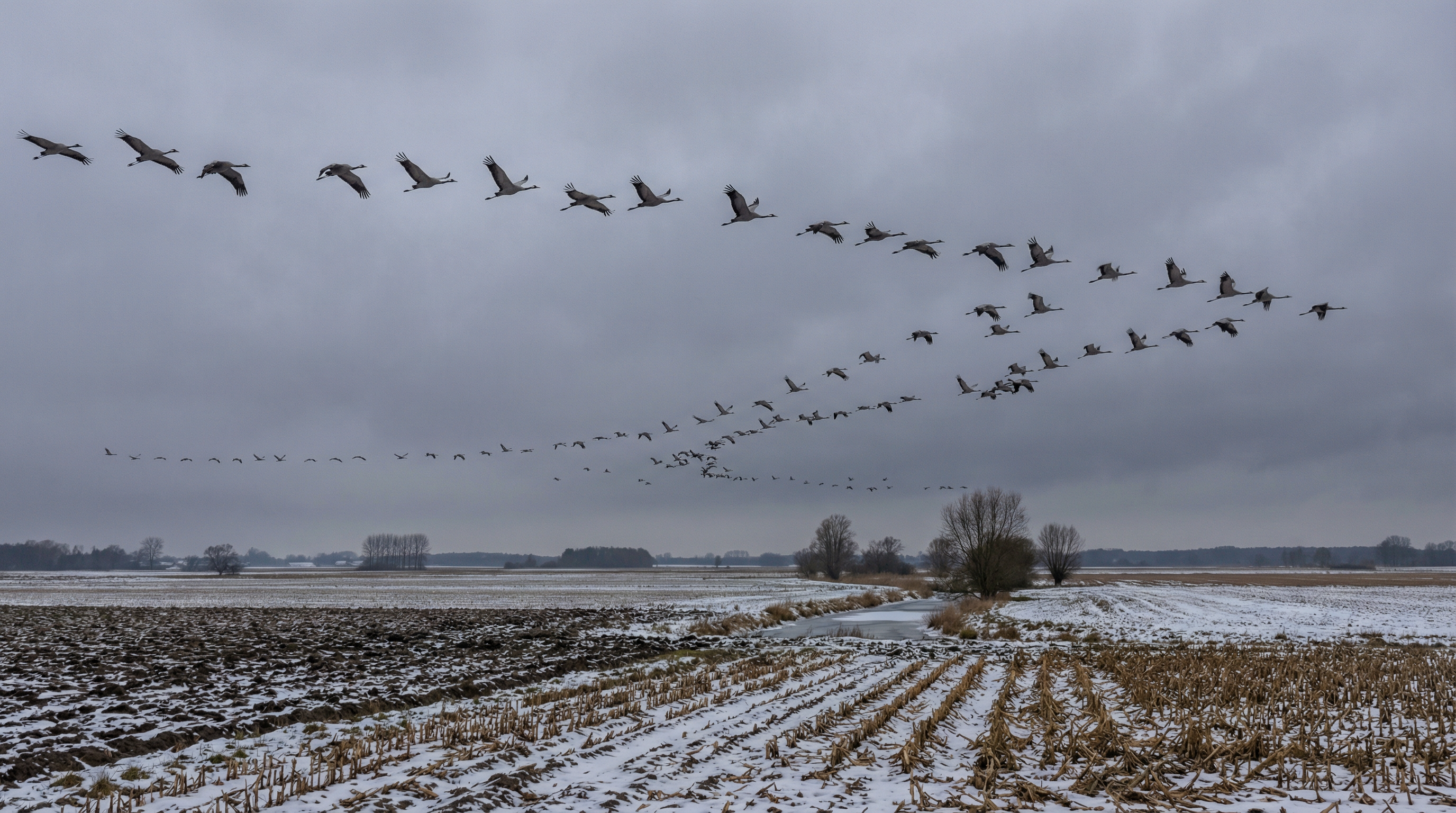 Mehr als 10.000 Kraniche bereits zurück - Frühjahrszug trotz Kälte und Schnee beginnt